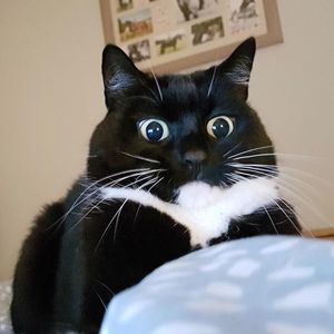 Meet your Posher, Vivi